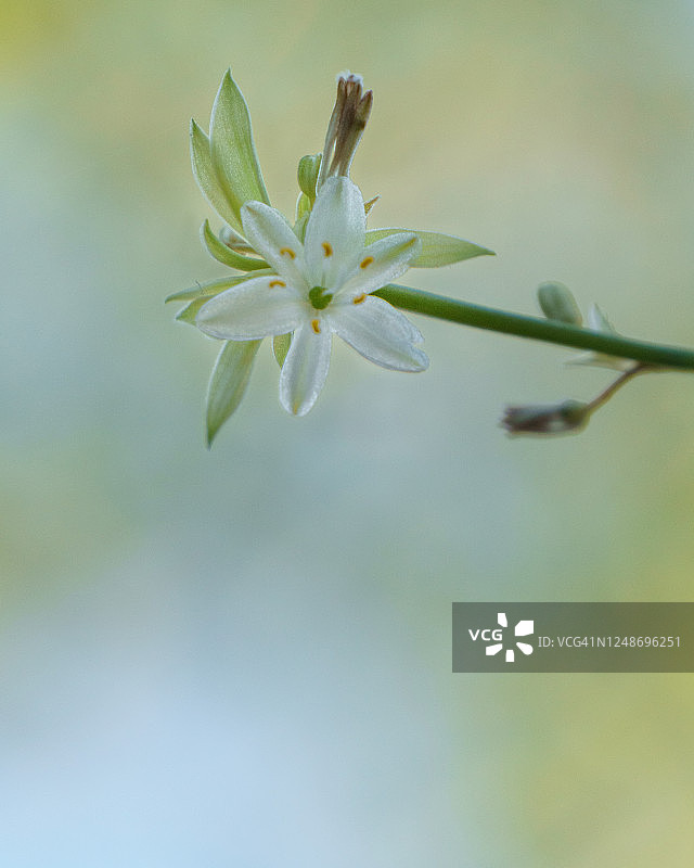 吊兰花图片素材