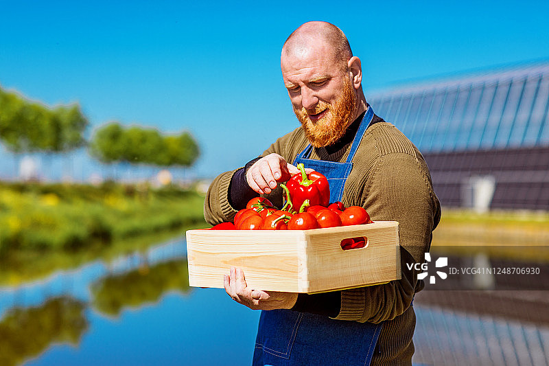 荷兰的辣椒温室农民图片素材