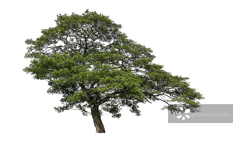 白色背景上孤立的大绿树。图片素材