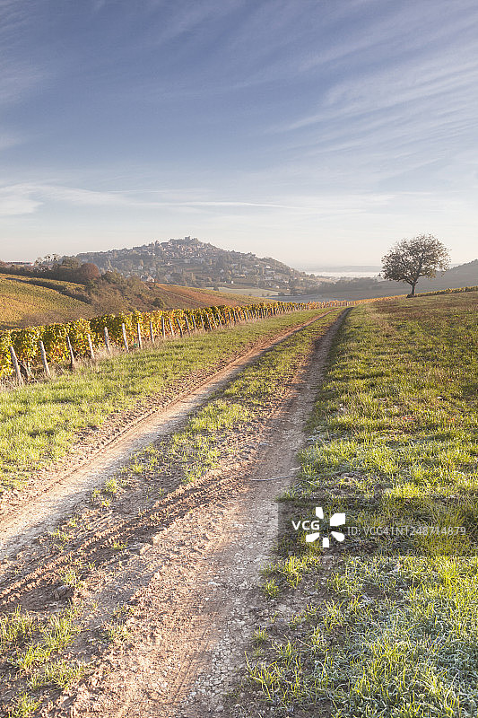 法国桑塞尔葡萄园的秋色图片素材