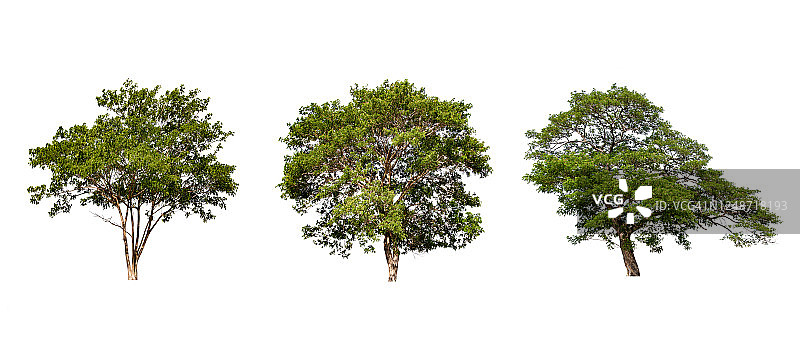 白色背景下的绿色大树合集图片素材