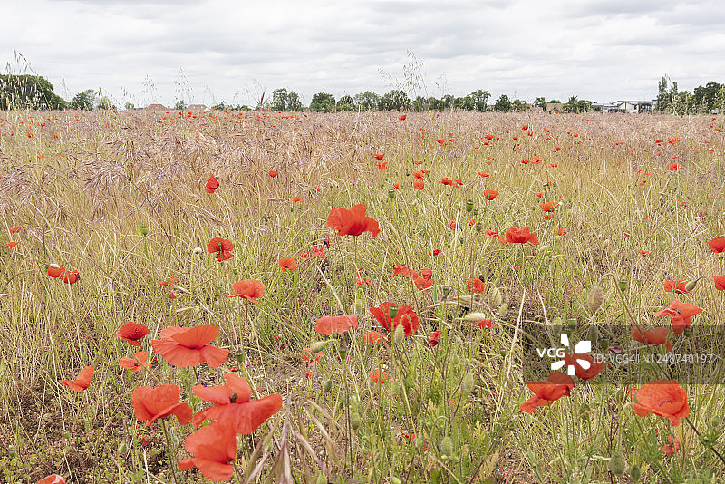 罂粟花田图片素材