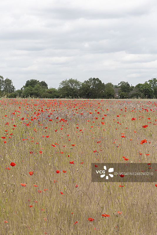 罂粟花田图片素材