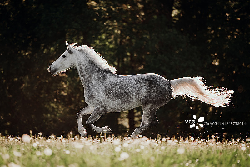 在草地上自由驰骋的白色骏马图片素材