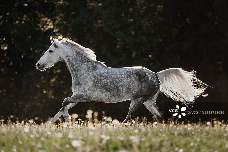 在草地上自由驰骋的白色骏马图片素材