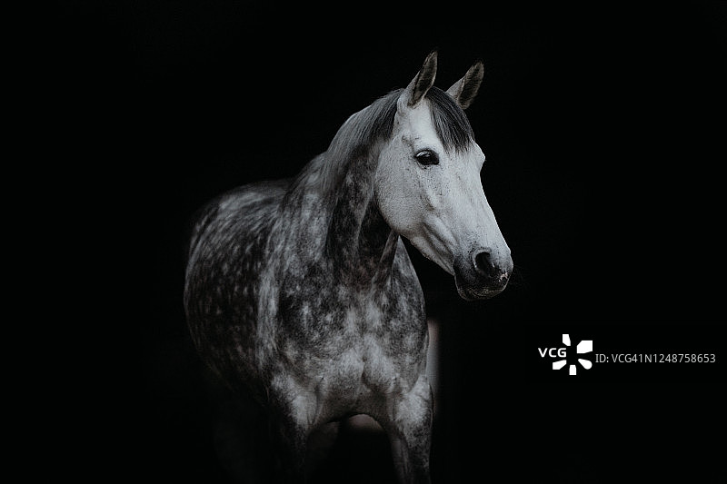 白色骏马图片素材