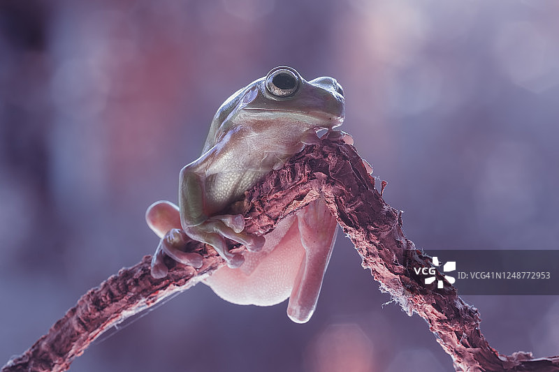 印度尼西亚树枝上的白氏树蛙特写图片素材