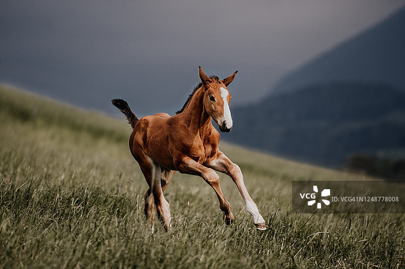 在草地上飞奔的小马驹图片素材