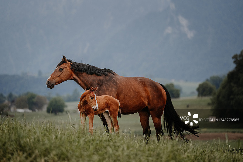 在草地上吃草的母马和小马图片素材