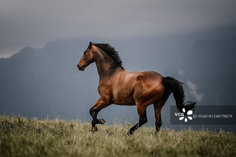 山前草地上飞奔的马图片素材