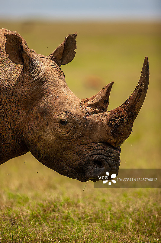 白犀牛特写肖像图片素材
