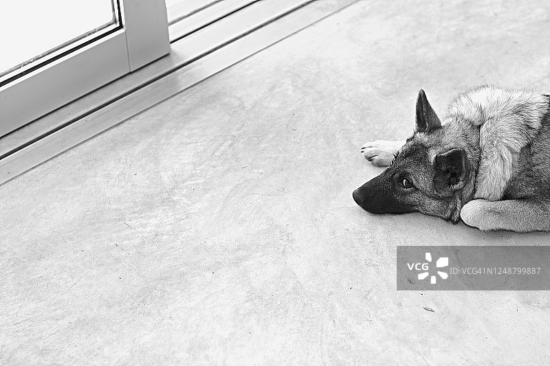 躺在门口附近的狗图片素材