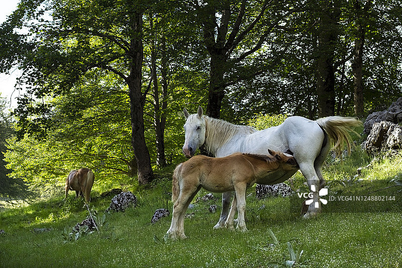 意大利的马匹转场图片素材