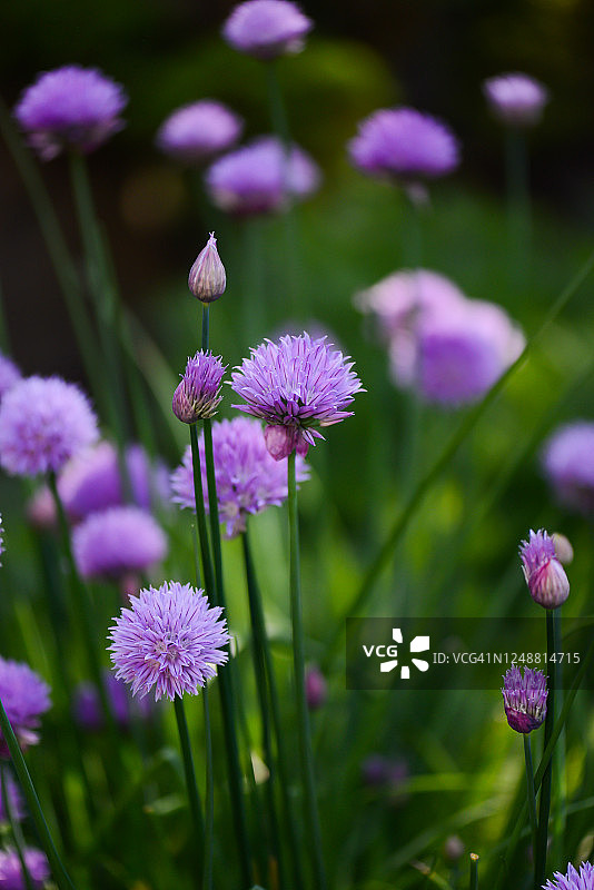 新鲜韭菜花图片素材