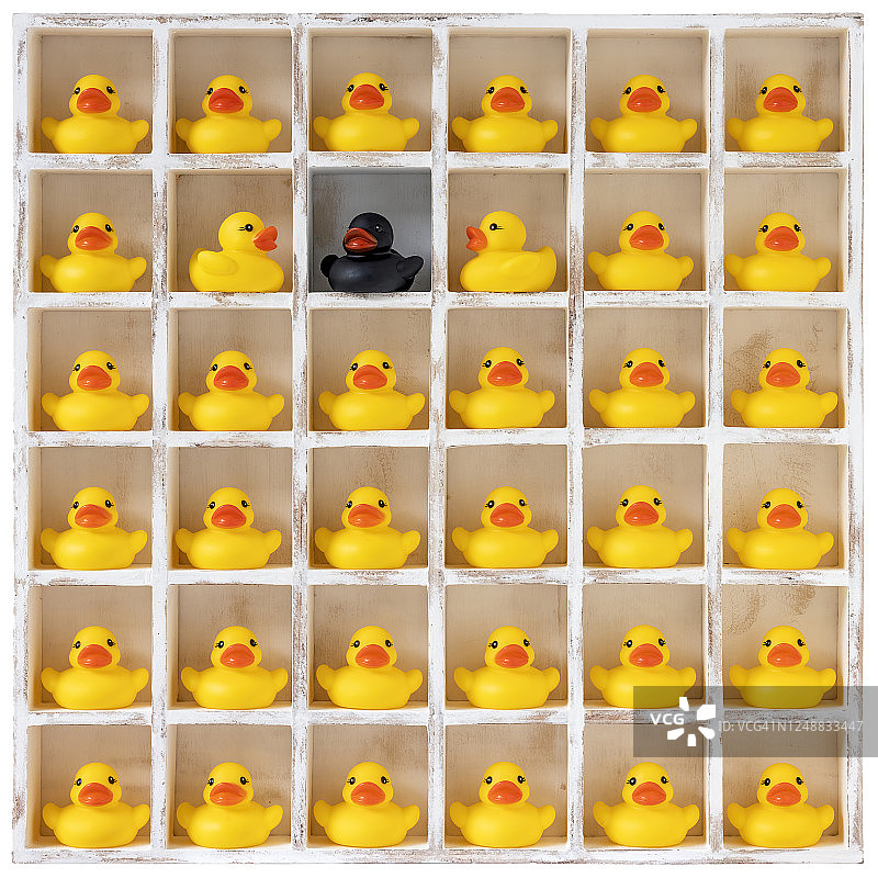 白色木制鸽子笼盒子里有许多黄色橡皮鸭，其间有一只与众不同的黑色鸭子，在人群中脱颖而出。白色背景，包含剪切路径。图片素材