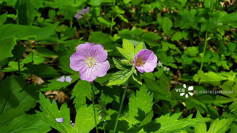 威斯康星州南部野生老鹳草的特写图片素材