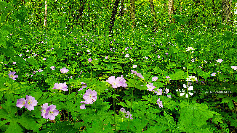 威斯康星州南部覆盖着野生老鹳草的森林地面图片素材