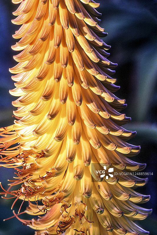 南非，芦荟植物图片素材