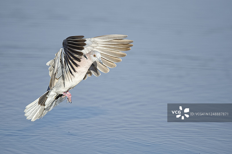 哀鸽（Streptopelia decipiens）图片素材