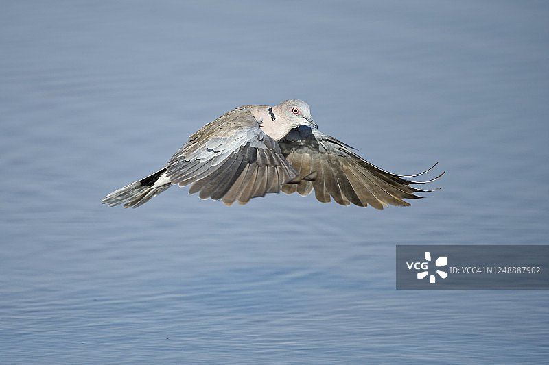 哀鸽（Streptopelia decipiens）图片素材