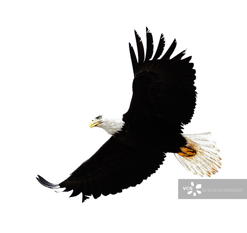白头海雕艺术作品图片素材