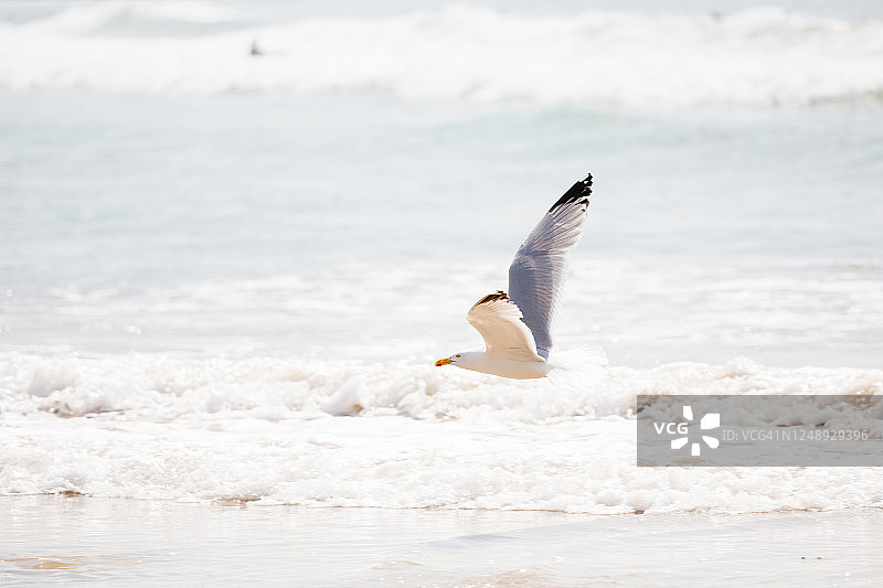 海鸥低飞于康沃尔海滩之上图片素材