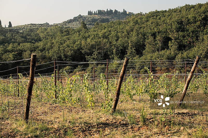 在意大利托斯卡纳葡萄园观光图片素材