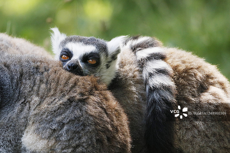 休息中的环尾狐猴图片素材