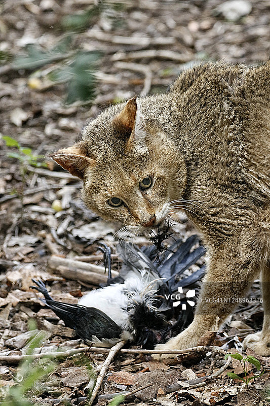 丛林猫追逐捕食喜鹊图片素材