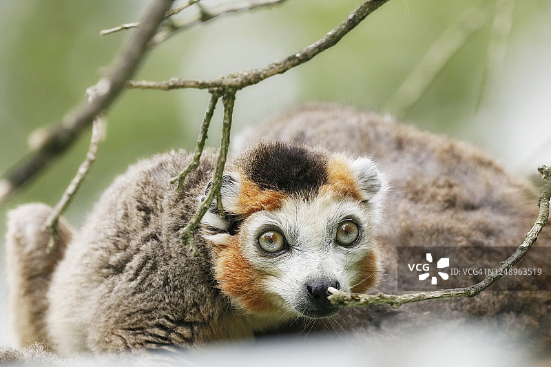 冕狐猴特写图片素材