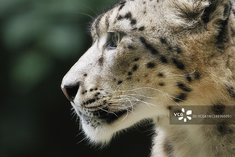 雪豹特写图片素材