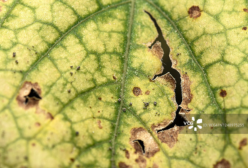 绿叶纹理图片素材