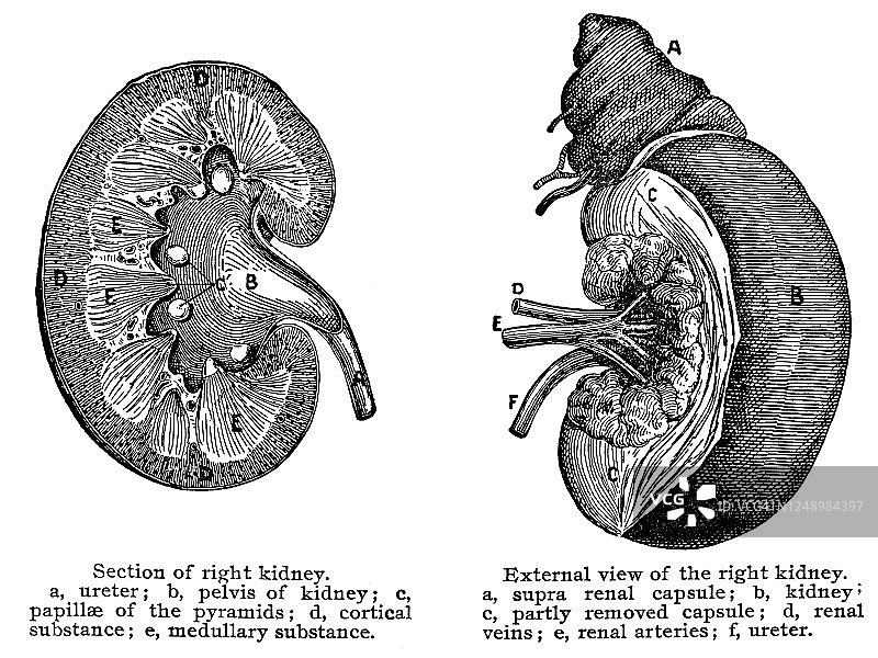 老式雕刻插图：泌尿器官，肾脏图片素材