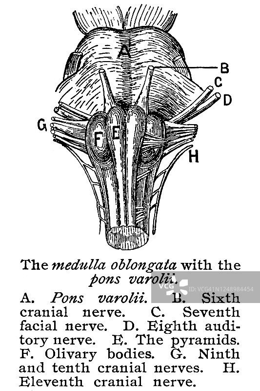 脑脊神经系统古老雕刻插图图片素材