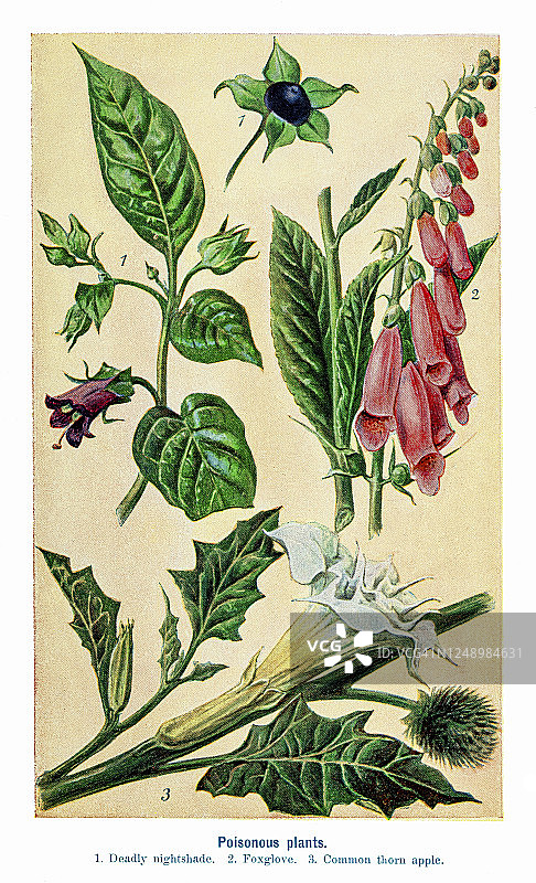 有毒植物古老雕刻插图图片素材