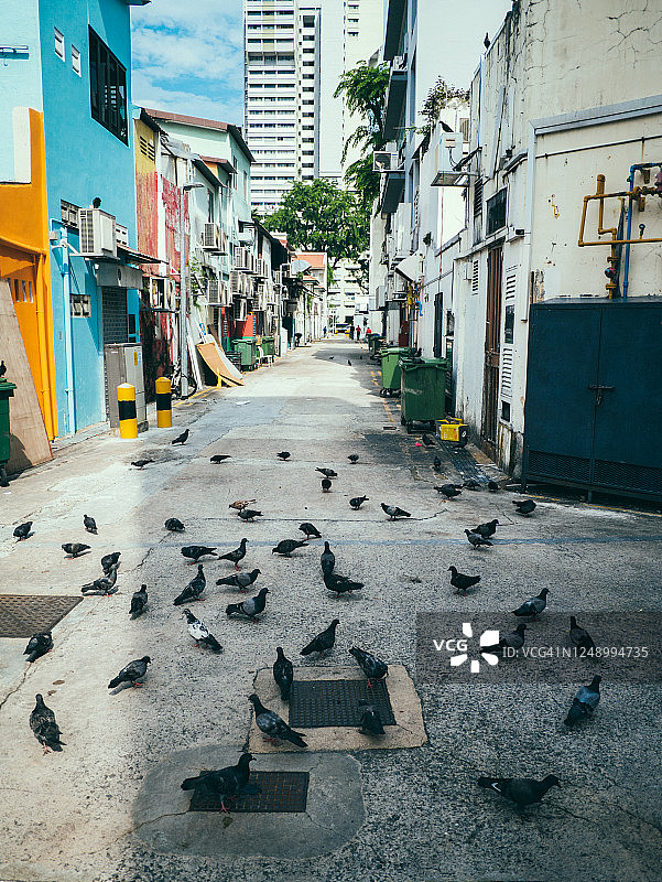 街道上的鸽子图片素材