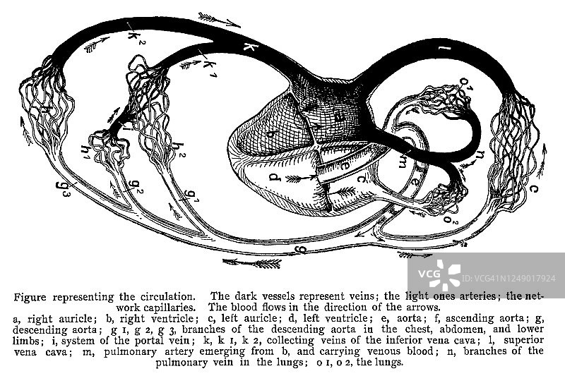 血液循环雕刻插图图片素材