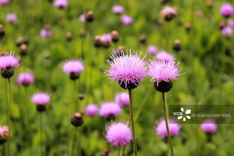 奶蓟草图片素材