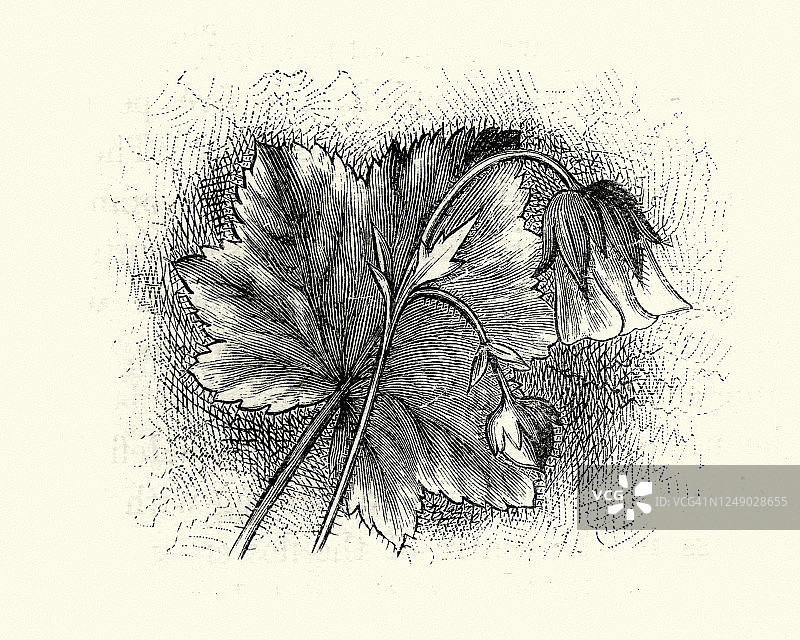 水杨梅图片素材