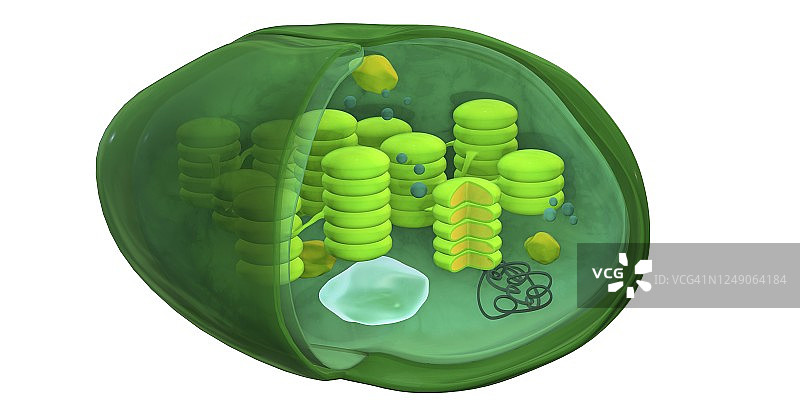 叶绿体结构3D插画图片素材