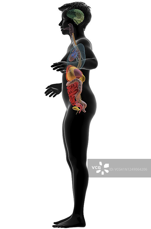 女性内脏3D图图片素材
