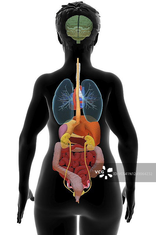 女性内脏3D图图片素材