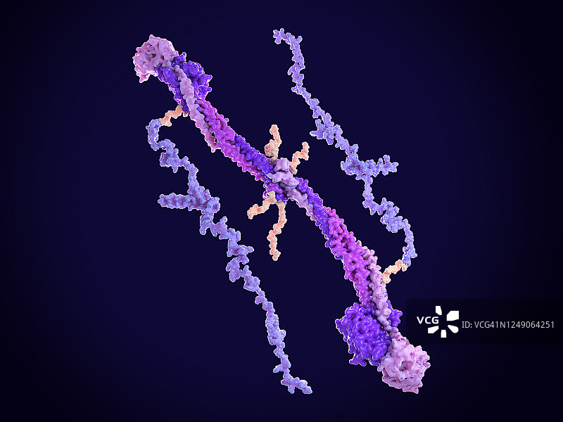 纤维蛋白原分子图片素材