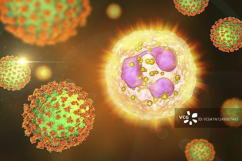 SARS-CoV-2 病毒与活化的中性粒细胞，图示图片素材