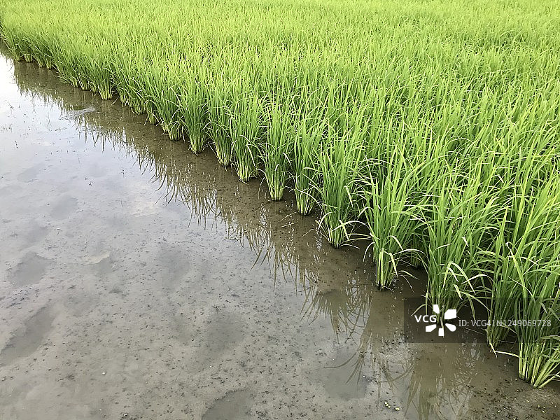 稻田图片素材