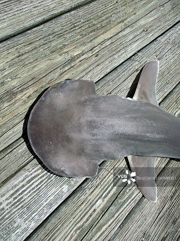 圆吻燕魟头部特写图片素材