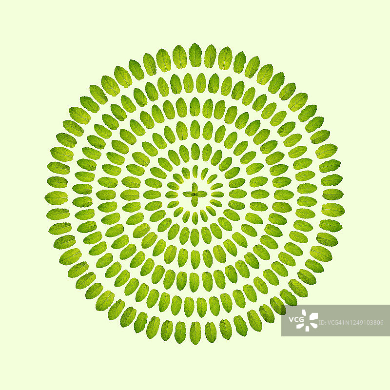 绿色薄荷叶纹理图案图片素材