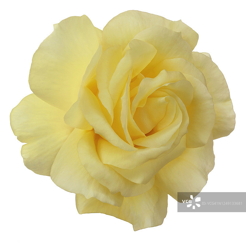 白色方块中的杂交黄色香玫瑰图片素材