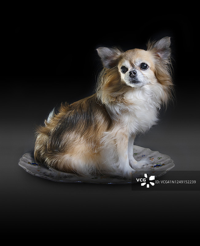 长毛吉娃娃图片素材