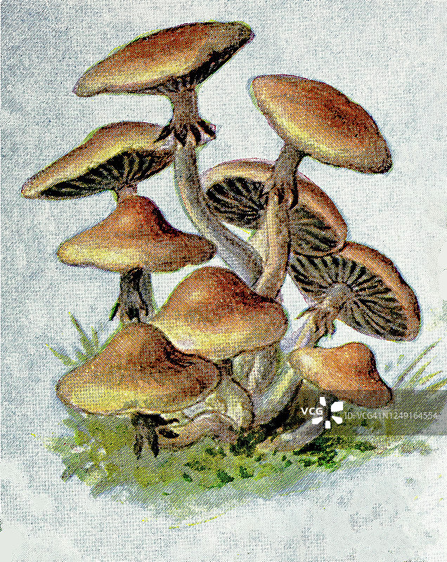 有毒真菌： fasciculare老式雕刻插图图片素材